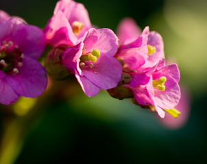 Fototapeta na wymiar Pink bergenia flowers against a blurred background