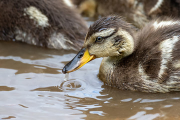 Lone Yellow billed ducklings swimming on surface of a pond