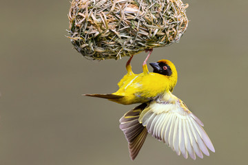 A male southern masked weaver building nest of green grass - 371598485