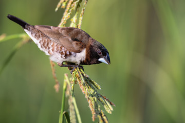 Bronze mannikin bird sitting in stems of grass to eat fresh seeds
