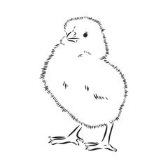 Sketch Cute chick. Hand drawn graphic illustration of little bird, chicken.