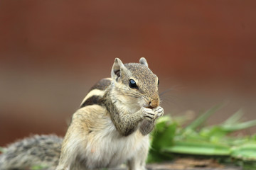 a squirrel eating their food