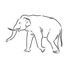 Beautiful sketch of an adult Asian elephant with line