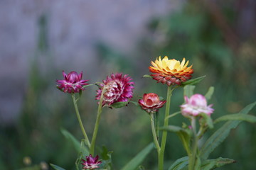 pink and yellow flower