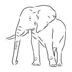 african elephant silhouette - freehand on a white background, vector illustration