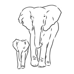 Baby elephant in outline style isolated on white background, vector illustration