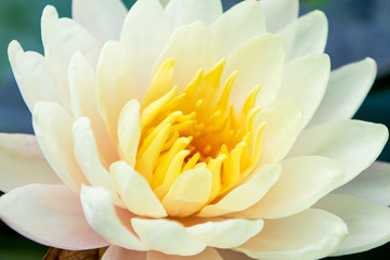 Close up and beautiful one of water lily and green water background, Yellow and white lotus fro concept design