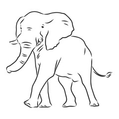 african elephant silhouette - freehand on a white background, vector illustration