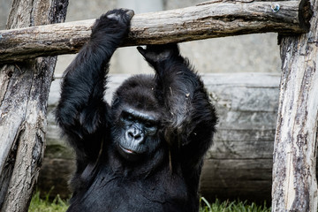 Portrait d'un gorille des plaines de l'ouest