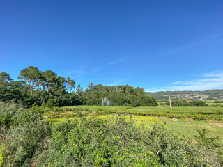Fototapeta na wymiar Agricultural irrigation system watering corn field on sunny summer day. Farming scene in Portugal. The mist from the sprinklers causes a rainbow.