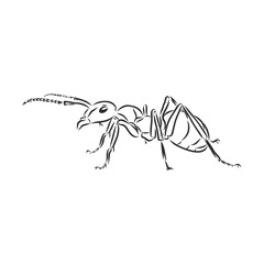 Hand drawn ant insect, one pismire painted by ink, emmet sketch vector illustration