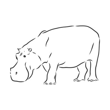 Hand drawn hippo hippopotamus . Sketch, vector illustration. wild animal