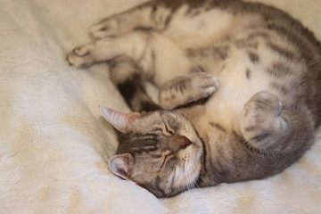丸くあお向けで寝る猫アメリカンショートヘア
A cat American short hair that sleeps roundly.