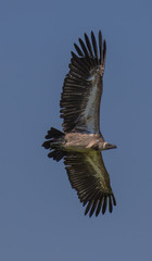 View of a Hooded Vulture in flight