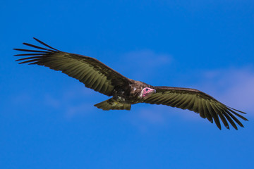 View of a Hooded Vulture in flight