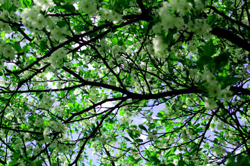 branch of a blooming Apple tree with a blue sky