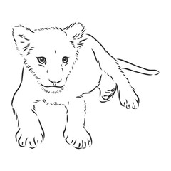Fototapeta premium Lion baby, vector sketch illustration wild animal