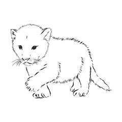 Lion baby, vector sketch illustration wild animal