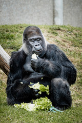Portrait d'un gorille des plaines de l'ouest