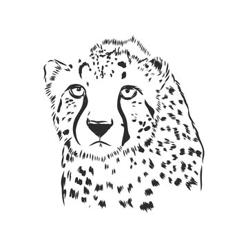 Black and white vector sketch of a Cheetah's face portrait