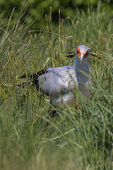 Secretary bird (latin name Sagittarius serpentarius)