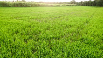 Green rice field