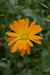 orange flower in the garden
