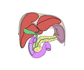 Single human liver with pancreas vector