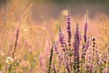 Loosestrife (Lythrum salicaria) on a meadow at dawn