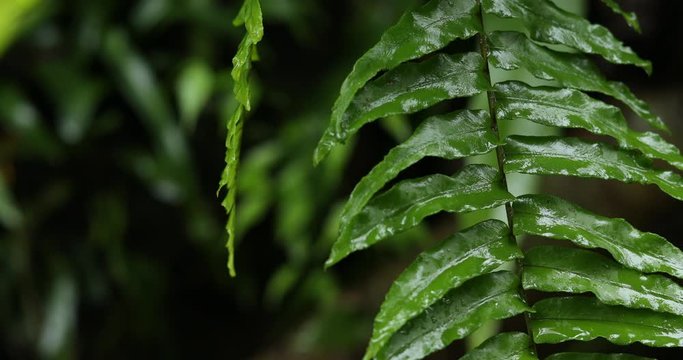 Rain drop on fern leaf, water drop on fern in forest, fertile forest, concept environment
