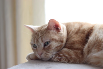 リビングルームでリラックスする猫アメリカンショートヘア
American shorthair cat relaxing in the living room.