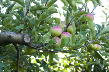 Apple orchard with ripening apples on the trees in middle of august