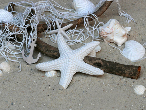 2,298 件の最適な Asteroidea 画像、ストック写真、ベクター Adobe Stock