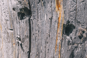 Texture of gray dead wood with cracks and furrows