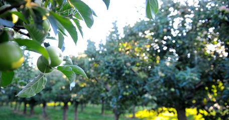 Apple orchard with ripening apples on the trees in middle of august