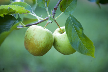 Soot scab in an apple orchard with ripening apples on the trees in middle of august