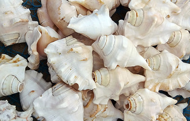 Beautiful white conch shells on the sea product market.