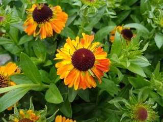 Helenium autumnale 'Short and Sassy'