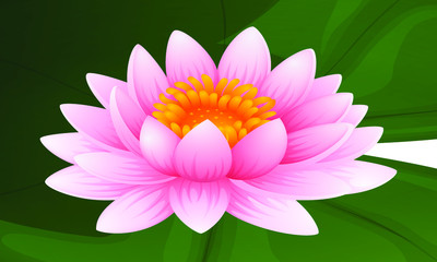 Pink lotus on green leaf illustration. beautiful lotus flower with leaf close up isolated image on white background realistic vector illustration.