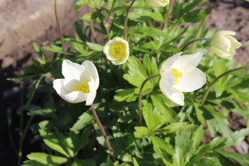 
Delicate white anemones bloom in the spring garden
