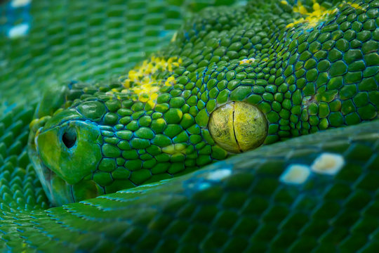 Green Tree Python