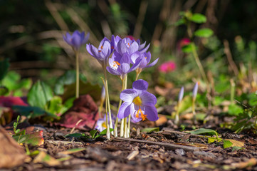 Crocus speciosus autumn blue purple flowering plant with orange yellow center, Biebersteins crocus...