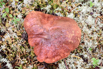 Edible boletus with red hat and thick leg collected by mushroom picker on white moss in pine forest.