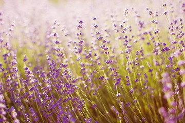 Lavender field with sun lights