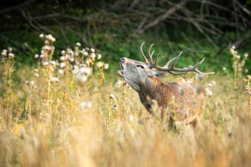 Dominant red deer, cervus elaphus, stag roaring on meadow from front view. Male mammal with brown...