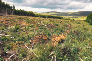 Cutting down and thinning trees in a large clearing in the forest. Concept of environmental...