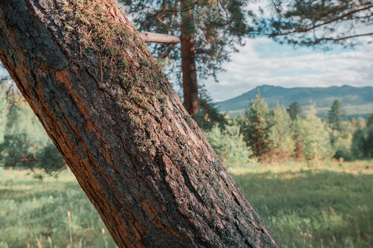 Pine tree trink in taiga forest and a low mountain. Forests of the Urals and Siberia in Russia and timber harvesting concept
