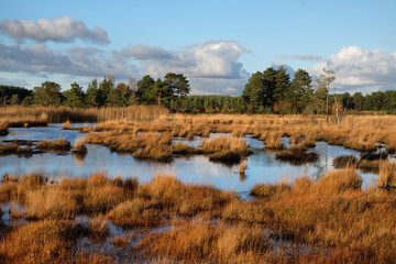 The wetlands of Thursley Common, Surrey, in the evening winter sun. - obrazy, fototapety, plakaty