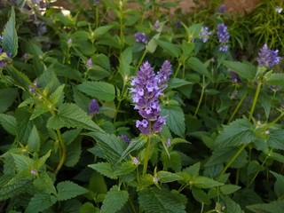 Agastache 'Blackadder'