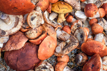 Bunch of cut mushrooms of boletus and boletus with red hat lies on the ground on summer day in the forest.